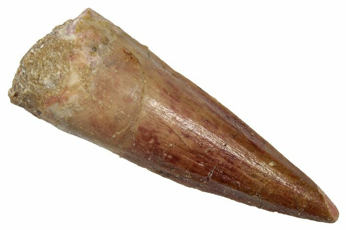 Fossil Spinosaurus Tooth - Real Dinosaur Tooth #345479